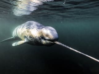 A narwhal swimming beneath Arctic sea ice, showing its mottled grey skin and the single long spiraled tusk extending from the side of its upper jaw