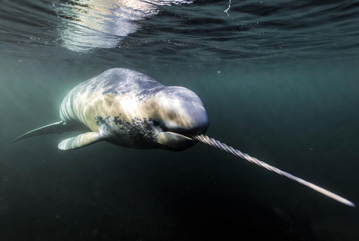 A narwhal swimming beneath Arctic sea ice, showing its mottled grey skin and the single long spiraled tusk extending from the side of its upper jaw