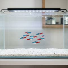A school of neon tetras swimming together in a planted freshwater aquarium