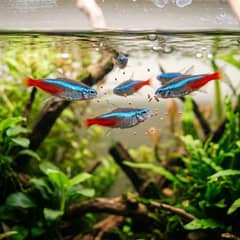 A school of neon tetras feeding on micro pellets near the surface of a planted aquarium