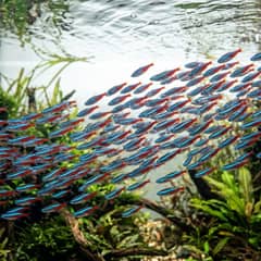 A tight school of neon tetras swimming together mid-water in a planted aquarium