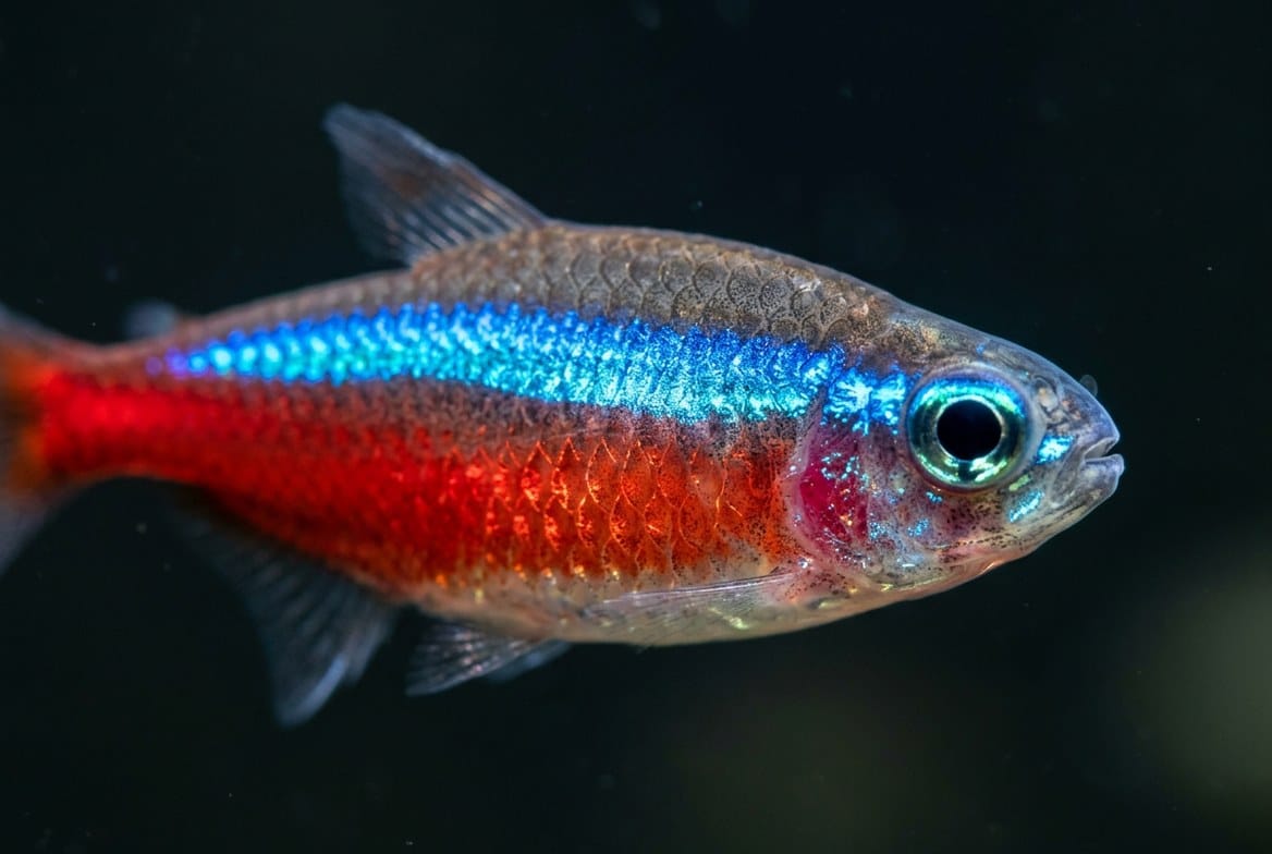 Close-up of a healthy, brightly colored neon tetra in a well-maintained planted aquarium