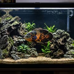 Tiger oscar fish swimming in a large, heavily filtered aquarium