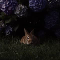 House rabbit pressed flat and still beneath a hydrangea as a great owl's shadow slides silently across the garden grass