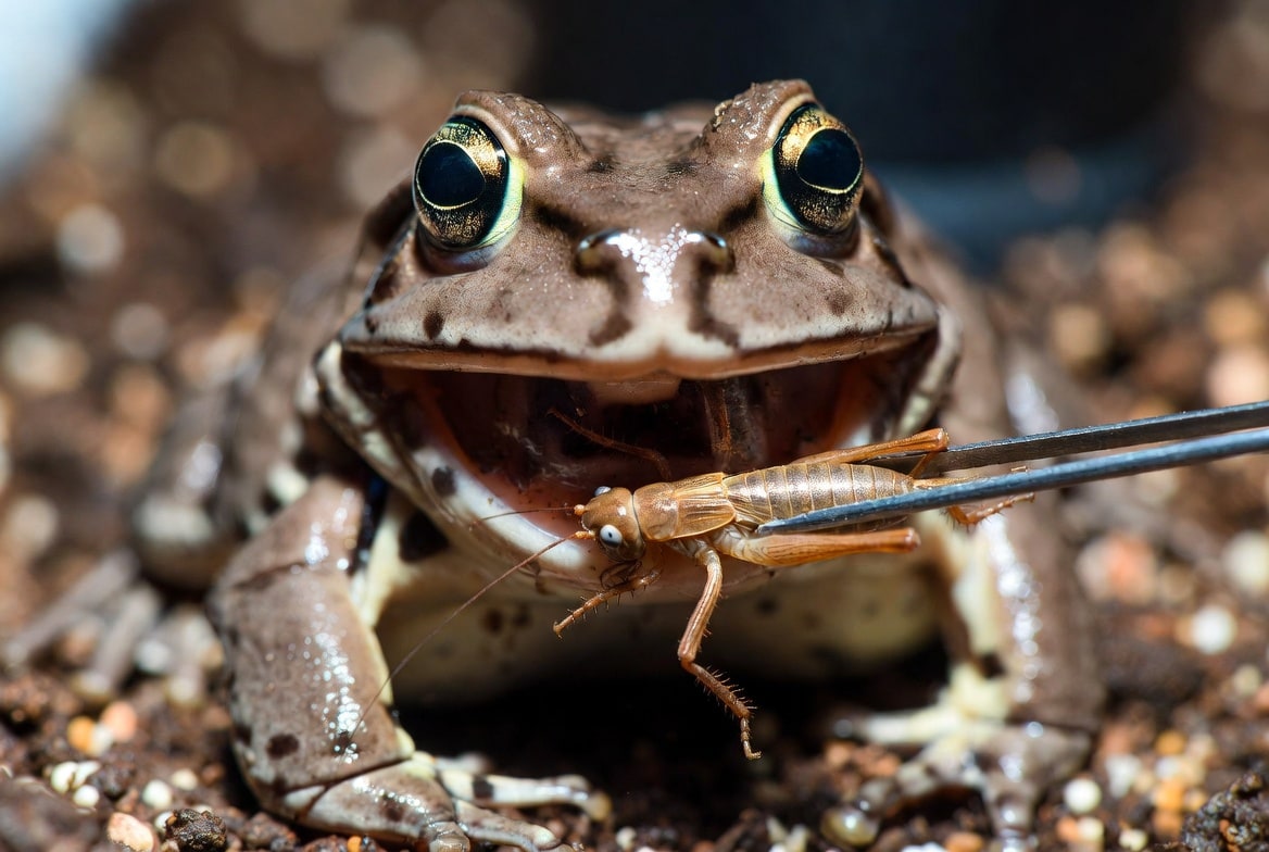 Pacman frog striking at a cricket held with feeding tongs