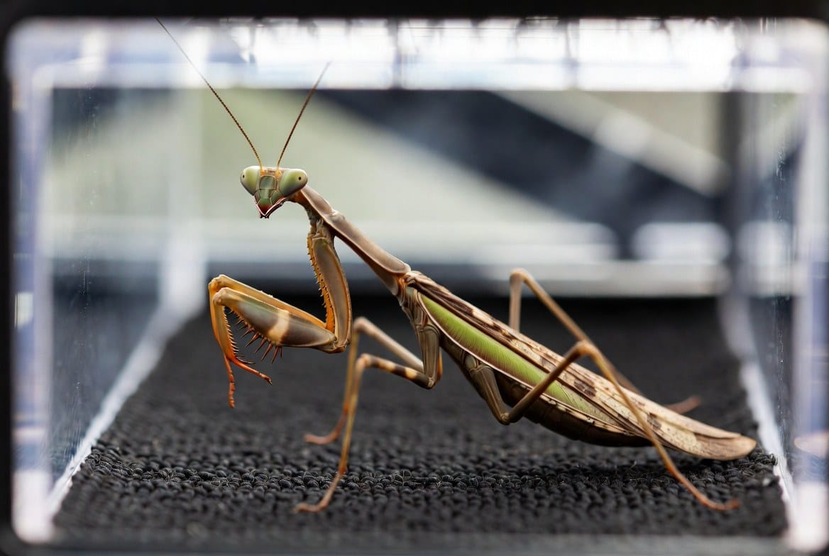 Praying mantis beside its enclosure setup and feeder insects