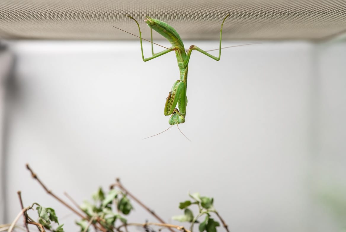 A green praying mantis hanging upside down from mesh at the top of a tall enclosure