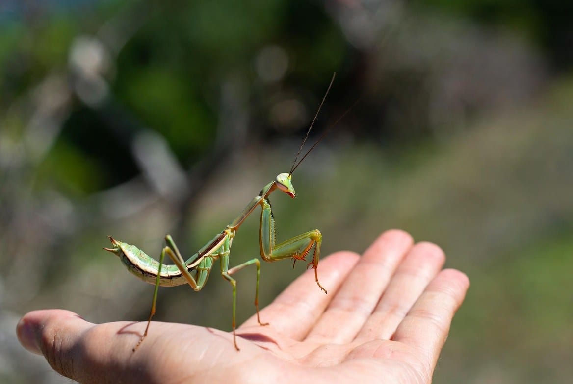Praying mantis walking calmly across a keeper's open hand