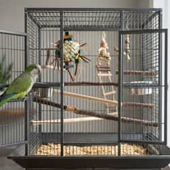 Quaker parakeet perched beside its cage and accessories, representing the total cost of ownership