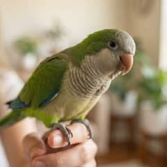 Quaker parakeet perched on an owner's hand, showing its bold, social temperament