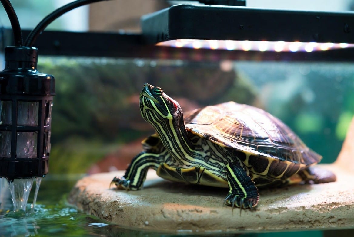 Red-eared slider turtle basking next to its tank setup