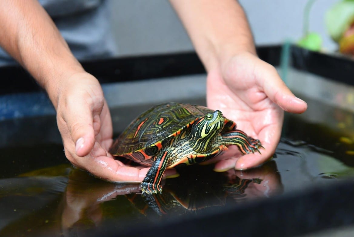 Person scooping a red-eared slider turtle from underneath with both hands