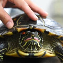 Red-eared slider turtle being examined for shell and skin health