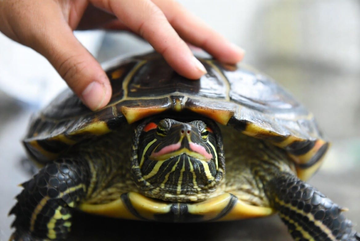 Red-eared slider turtle being examined for shell and skin health
