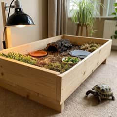 Russian tortoise beside an open-top tortoise table setup indoors