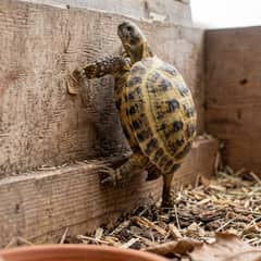 Russian tortoise climbing along the wall of its open-top tortoise table enclosure