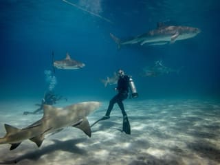 A great white shark swimming powerfully through clear blue ocean water, showcasing its massive size and streamlined form