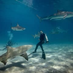 A great white shark swimming powerfully through clear blue ocean water, showcasing its massive size and streamlined form