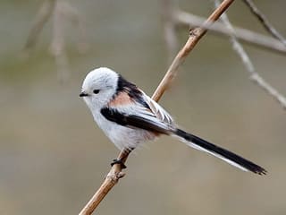 A shima enaga with a completely white face perched on a bare branch in Hokkaido, Japan