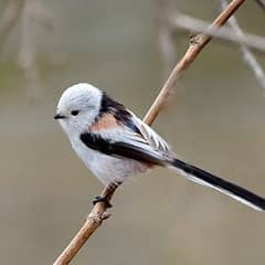 A shima enaga with a completely white face perched on a bare branch in Hokkaido, Japan
