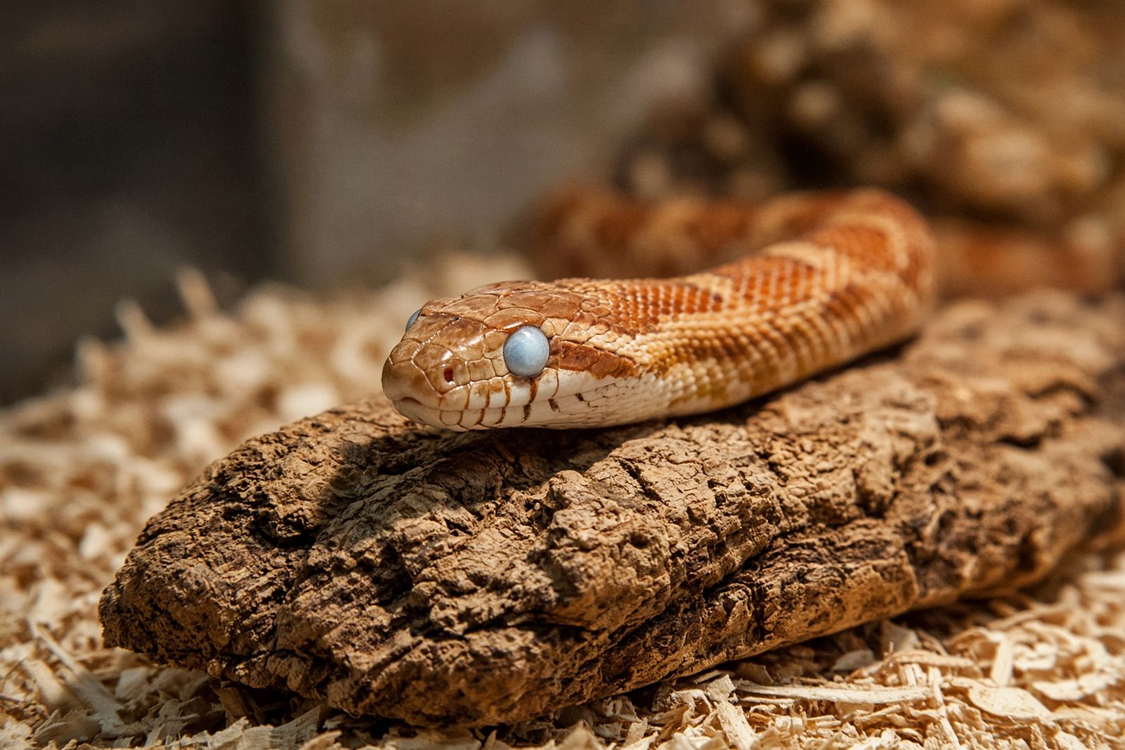Corn snake in the blue phase with cloudy opaque eyes before shedding
