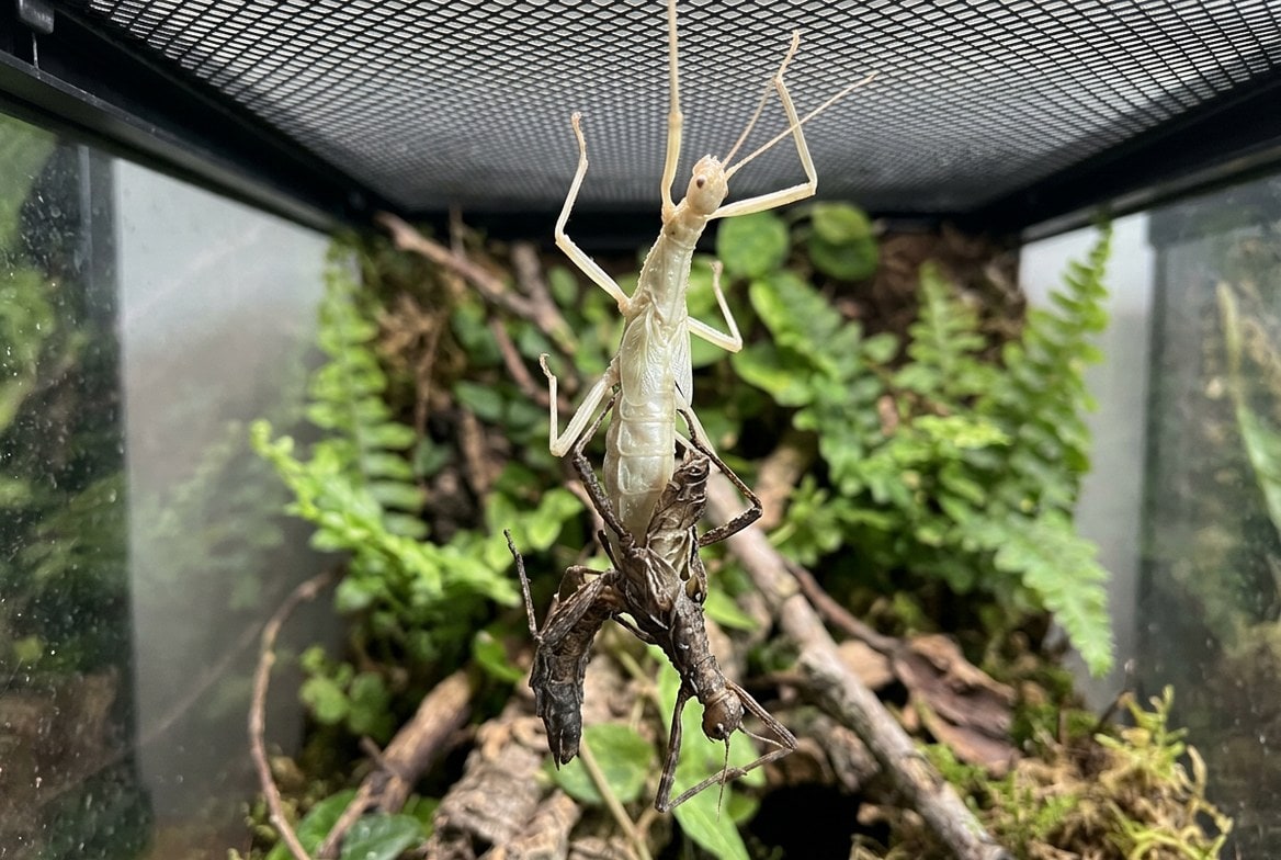 Stick insect mid-molt hanging from the mesh top of its enclosure