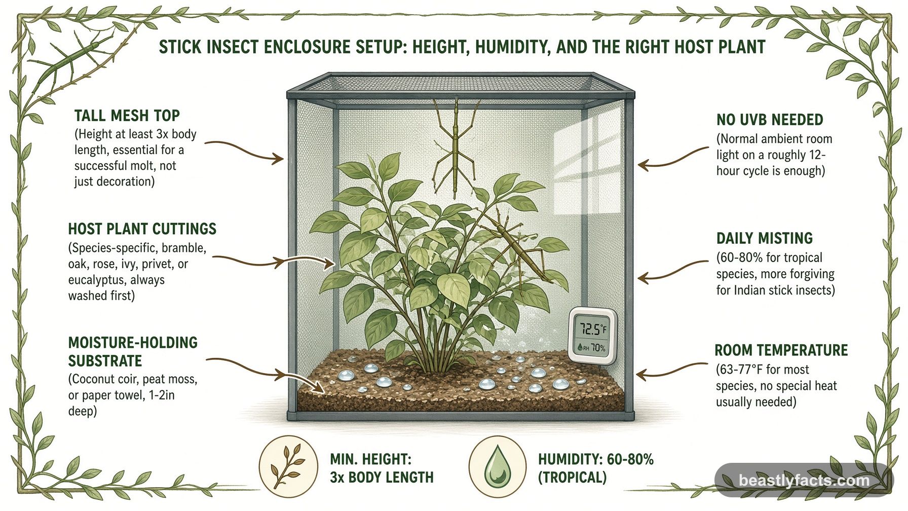 Labeled diagram of a stick insect enclosure showing the tall mesh top, host plant cuttings, and daily misting