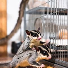 Sugar glider sitting next to its cage and everyday supplies