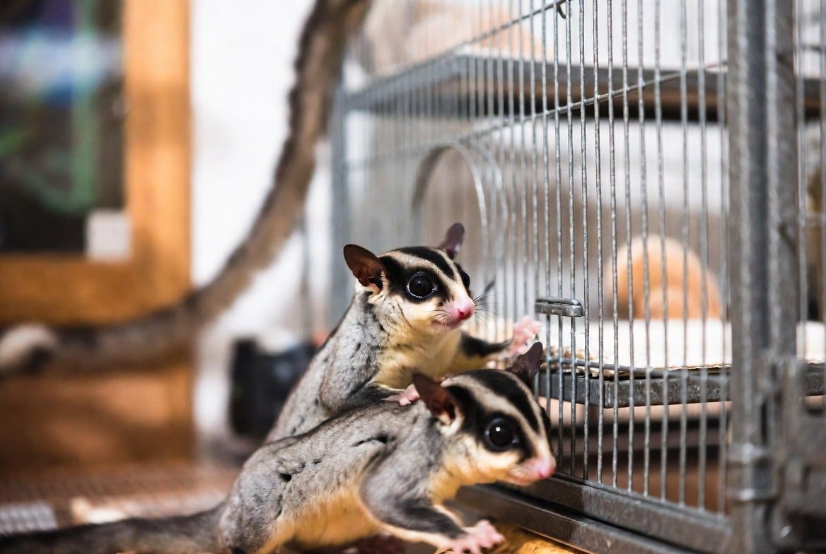 Sugar glider sitting next to its cage and everyday supplies