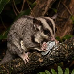 A sugar glider eating a calcium-dusted insect while gripping a branch