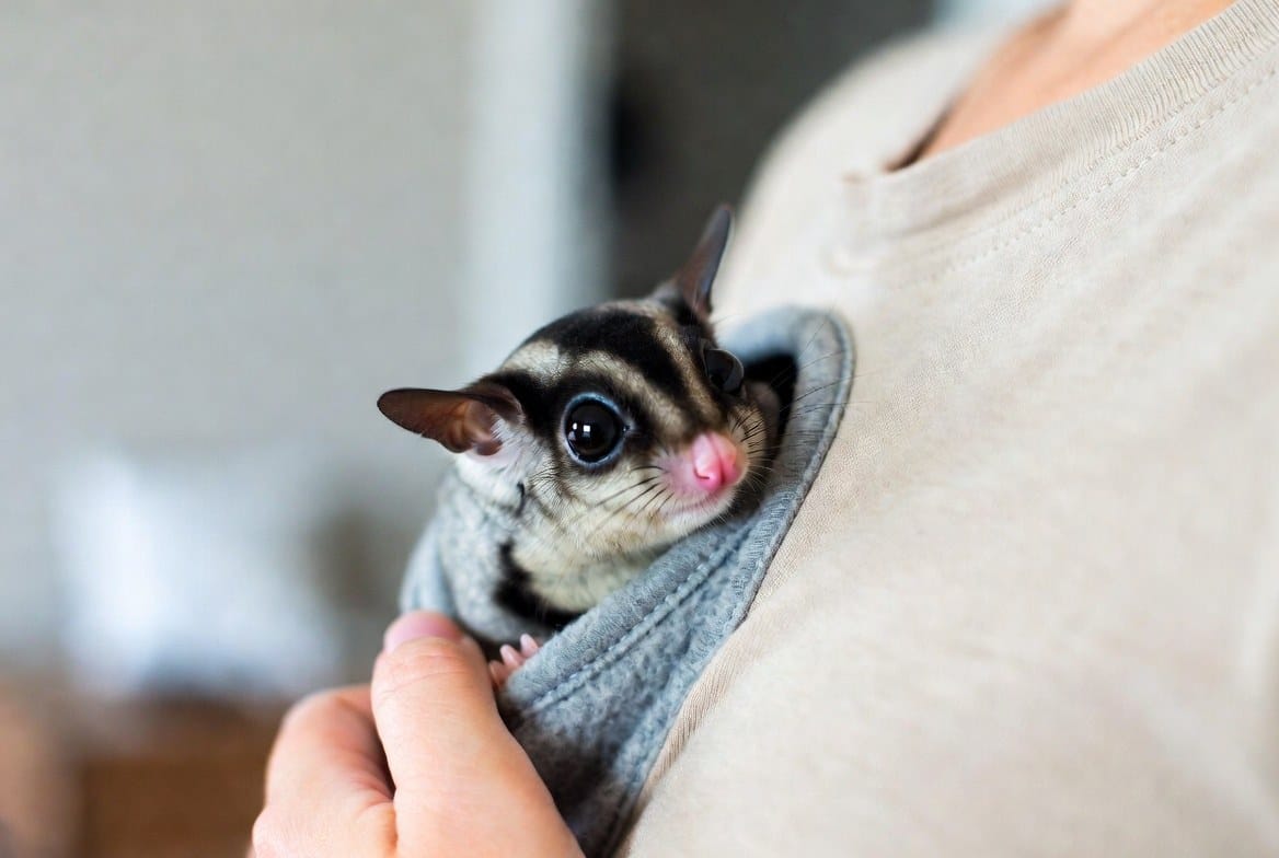 Person carrying a sugar glider against their body in a bonding pouch