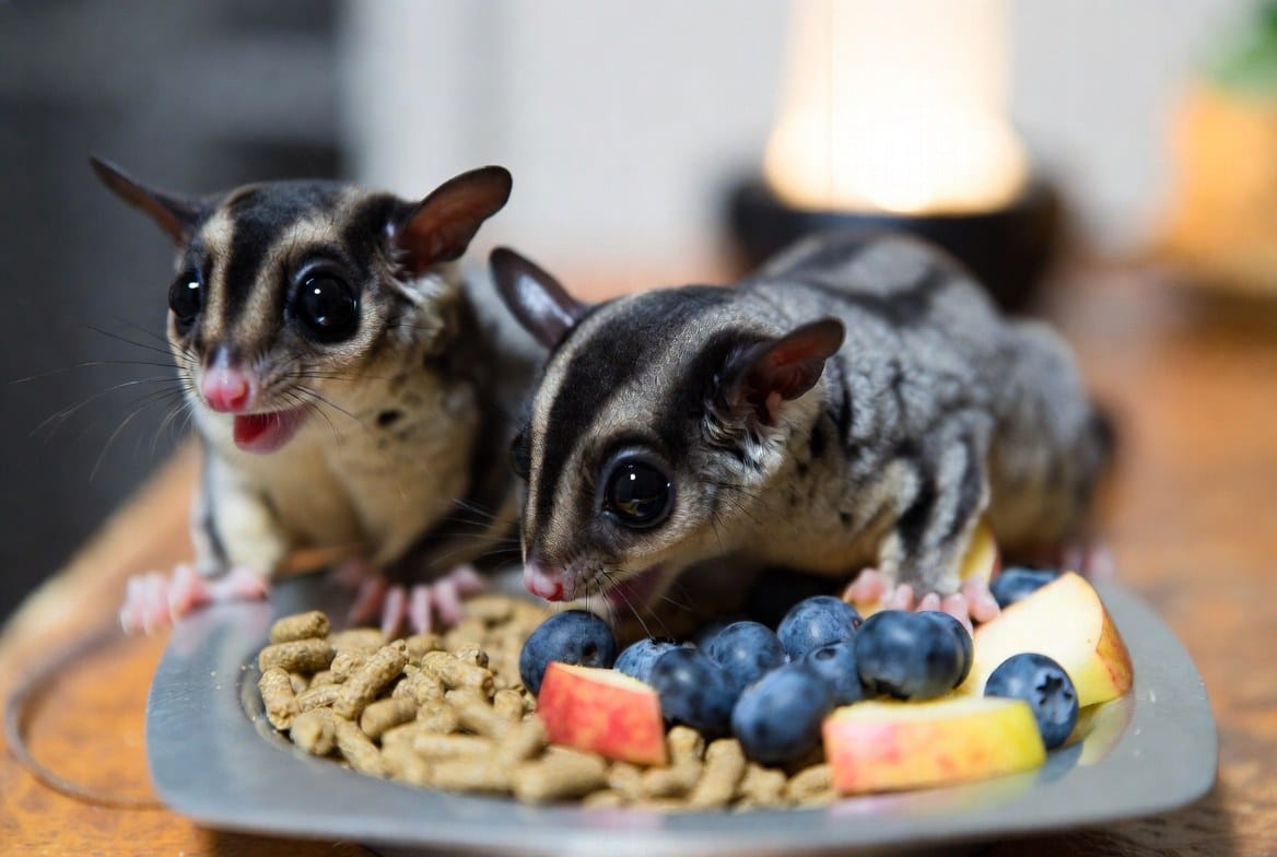 Sugar glider undergoing a wellness check with an exotic veterinarian