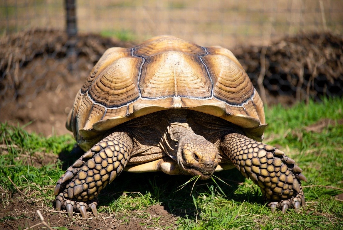 Sulcata tortoise hatchling beside an outdoor enclosure under construction