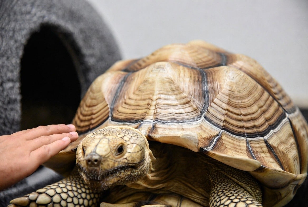 Sulcata tortoise shell being examined for signs of pyramiding