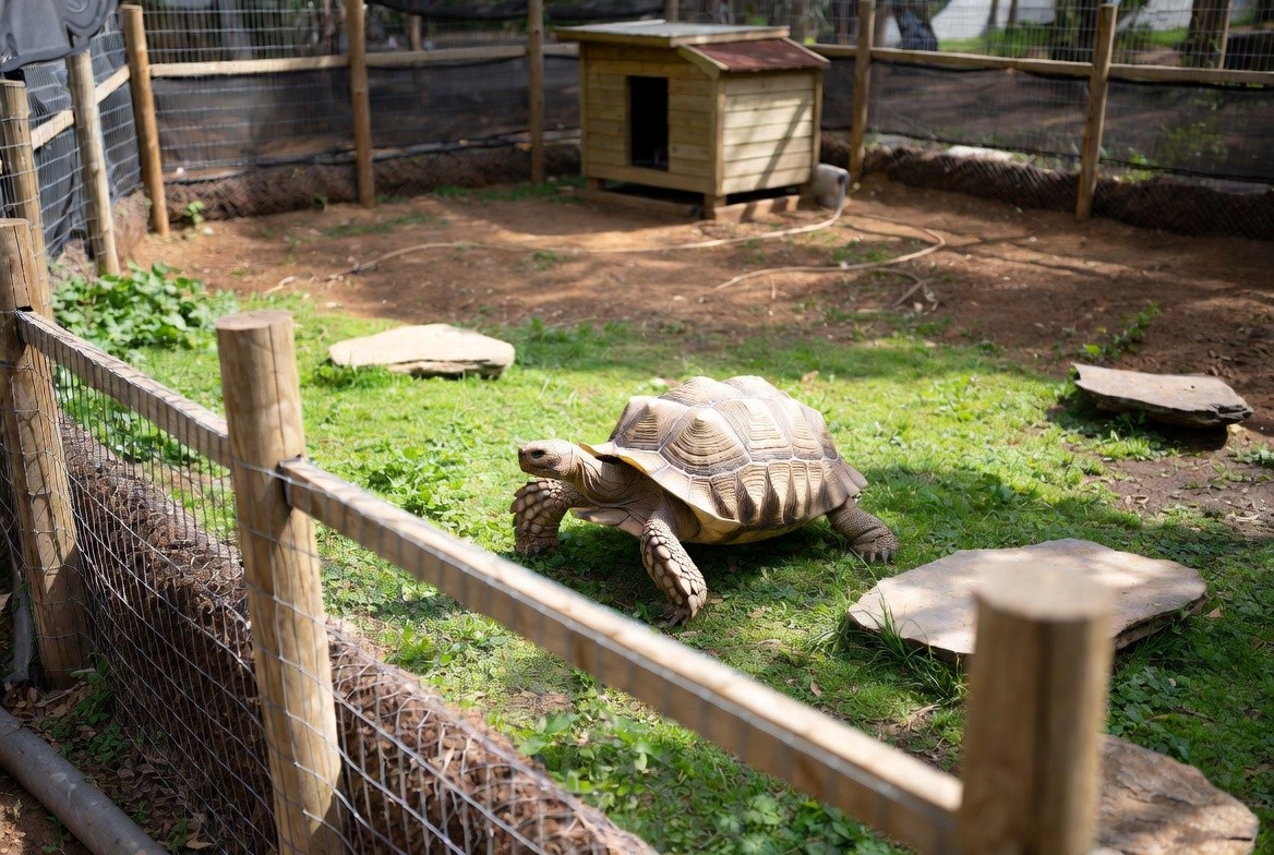 Outdoor sulcata tortoise enclosure with heated shelter and buried fencing