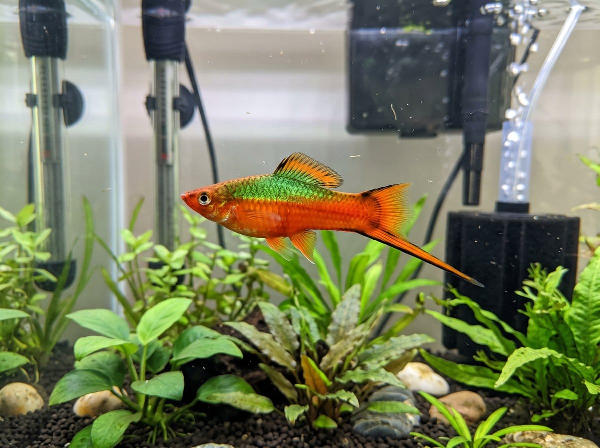 A group of colorful swordtails swimming in a well-planted long aquarium
