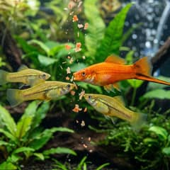 A swordtail feeding on flakes near the surface of a planted aquarium