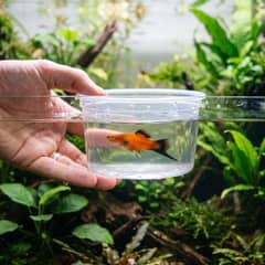 A net gently guiding a swordtail during a tank transfer instead of using bare hands