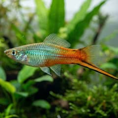Close-up of a healthy swordtail in a well-maintained aquarium showing intact fins and steady coloring