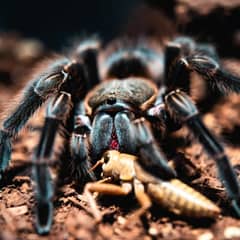 Tarantula feeding on a cricket inside its enclosure