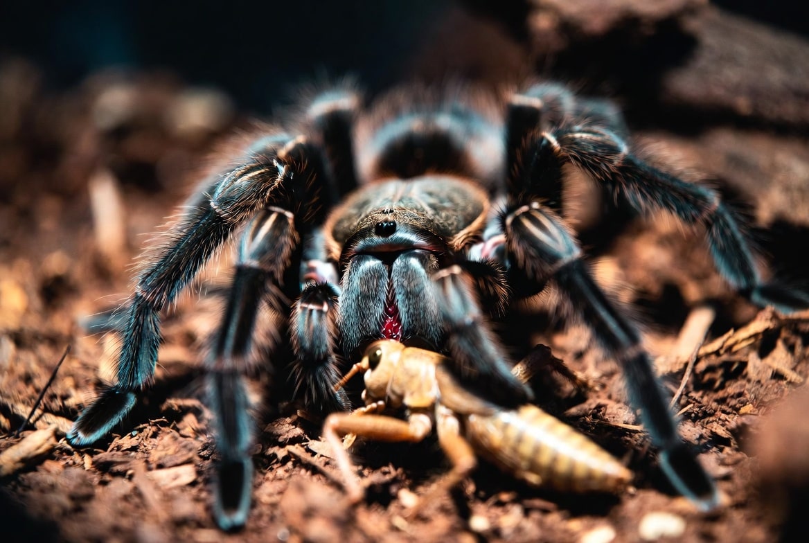 Tarantula feeding on a cricket inside its enclosure