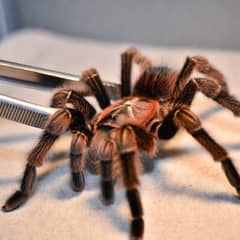 Tarantula being gently guided with long tongs during enclosure maintenance