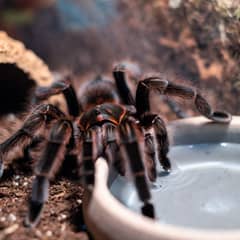 Tarantula near a shallow water dish showing healthy posture in its enclosure