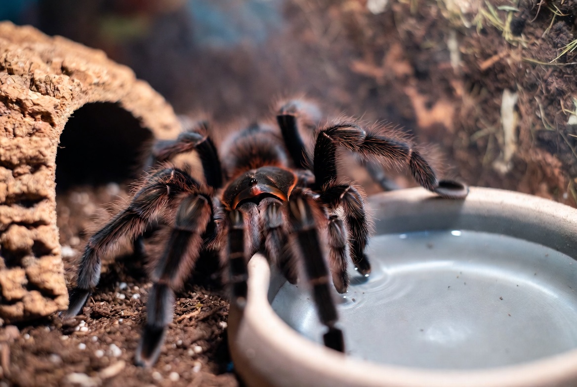 Tarantula near a shallow water dish showing healthy posture in its enclosure