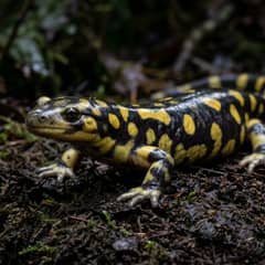Tiger salamander partially burrowed in deep moist substrate in a simple tank setup