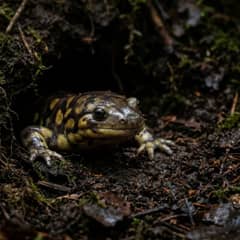 Tiger salamander partially burrowed in deep moist substrate, only its head visible