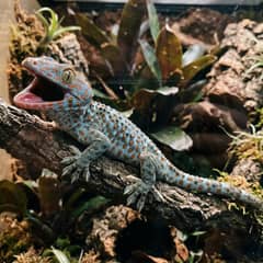 Tokay Gecko Handling: What to Actually Expect