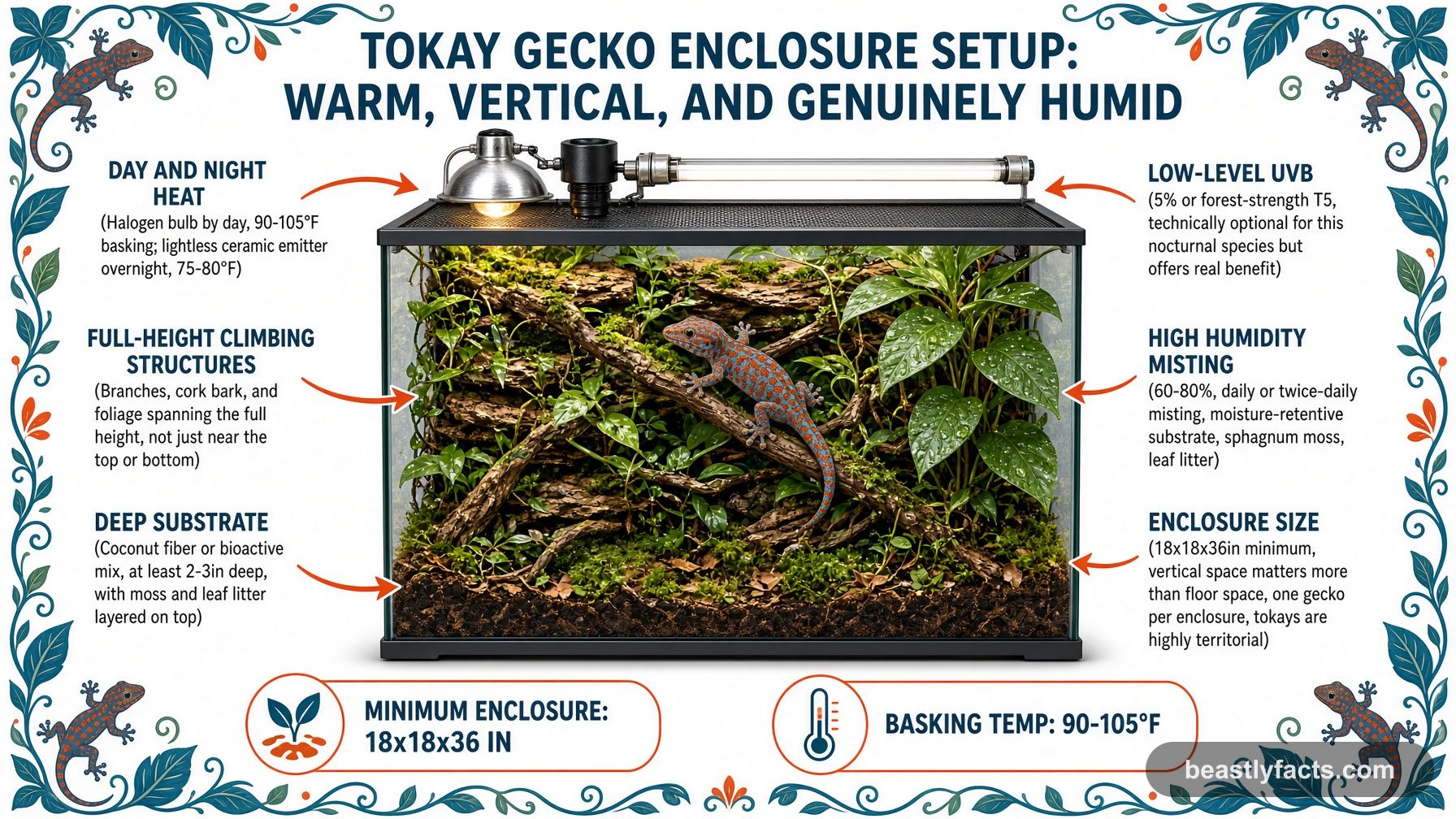 Labeled diagram of a tokay gecko enclosure showing grouped basking and UVB fixtures, full-height climbing structures, and high humidity misting