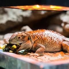 Uromastyx eating chopped dark leafy greens and squash under a basking light
