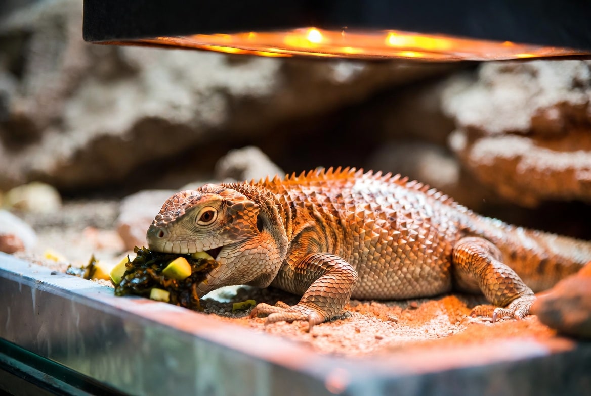 Uromastyx eating chopped dark leafy greens and squash under a basking light